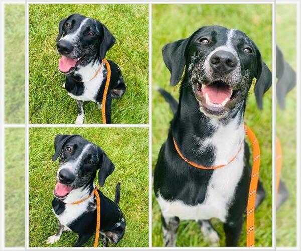 Medium Photo #2 Catahoula Leopard Dog-Unknown Mix Puppy For Sale in Westminster, MD, USA