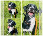 Small #1 Catahoula Leopard Dog Mix