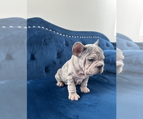 Medium Photo #16 French Bulldog Puppy For Sale in BERKELEY, CA, USA