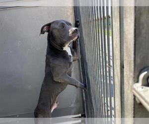 Mutt Dogs for adoption in Camarillo, CA, USA