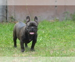 Small #17 French Bulldog