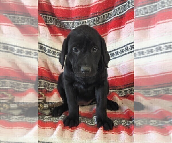Medium Photo #4 Labrador Retriever Puppy For Sale in MERIDEN, KS, USA