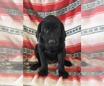 Small Photo #4 Labrador Retriever Puppy For Sale in MERIDEN, KS, USA