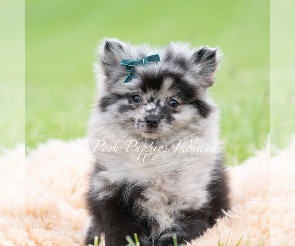 Medium Photo #2 Pomeranian Puppy For Sale in WARSAW, IN, USA