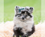 Small #1 Pomeranian