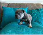 Small #4 French Bulldog