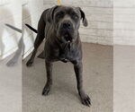 Small Mastiff Mix