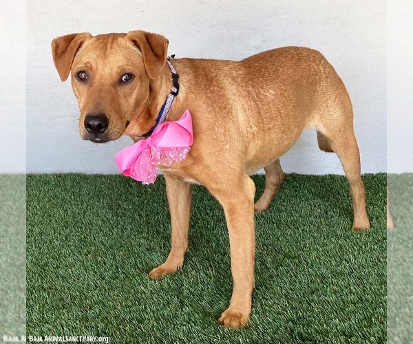 Medium Photo #6 Rhodesian Ridgeback-Unknown Mix Puppy For Sale in San Diego, CA, USA