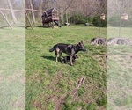 Small #4 German Shepherd Dog