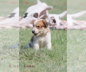 Australian Cattle Dog-Great Pyrenees Mix Puppy for sale in BARRY, TX, USA