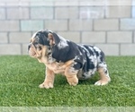 Small #12 English Bulldog