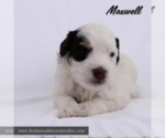 Puppy Maxwell Bernedoodle (Miniature)