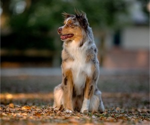 Mother of the Miniature Australian Shepherd puppies born on 04/30/2025