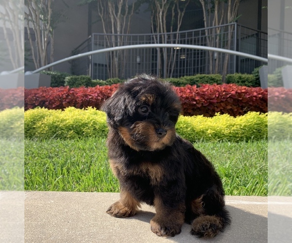 Medium Photo #6 Poovanese Puppy For Sale in HOUSTON, TX, USA