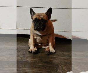 Mother of the French Bulldog puppies born on 03/02/2023