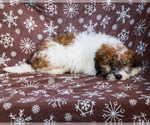 Small Photo #7 Saint Berdoodle Puppy For Sale in WAKARUSA, IN, USA