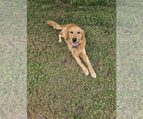 Medium Photo #2 Golden Retriever Puppy For Sale in SALISBURY, NC, USA