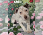 Small #1 Chihuahua Mix
