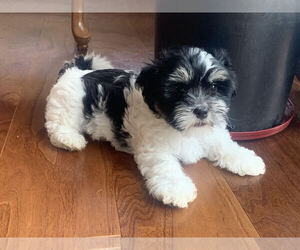 Mal-Shi-Shih Tzu Mix Puppy for sale in THE DALLES, OR, USA