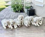 Small #1 Golden Retriever