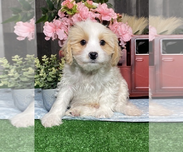 Medium Photo #1 Bichpoo-Cavalier King Charles Spaniel Mix Puppy For Sale in CANOGA, NY, USA
