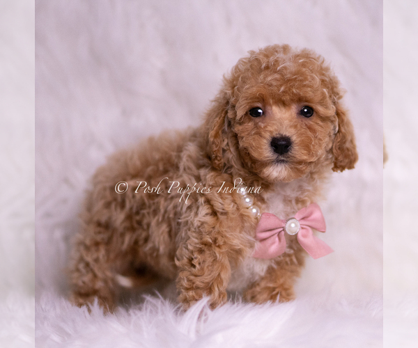 Medium Photo #6 Maltipoo (Miniature) Puppy For Sale in WARSAW, IN, USA