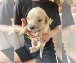 Puppy Puppy 1 Red Golden Retriever