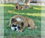 Small Photo #18 Bulldog Puppy For Sale in NORCO, CA, USA