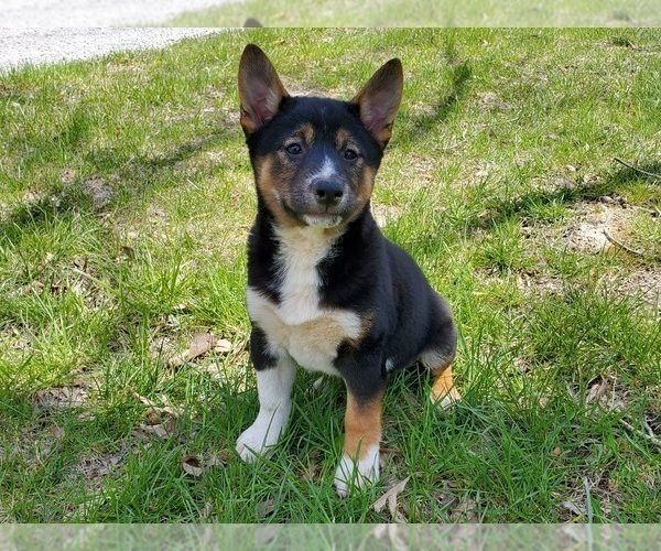 Medium Photo #3 Shiba Inu Puppy For Sale in CLARK, MO, USA