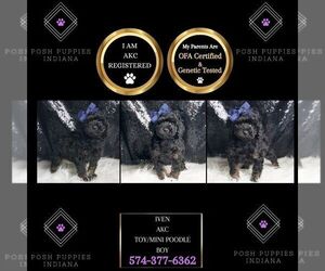 Poodle (Toy) Puppy for sale in WARSAW, IN, USA