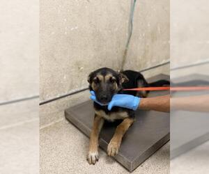 German Shepherd Dog-Unknown Mix Dogs for adoption in Riverside, CA, USA