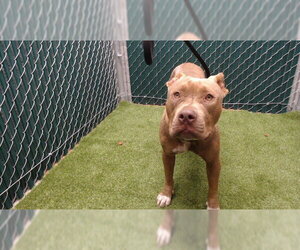 Mutt Dogs for adoption in Downey, CA, USA