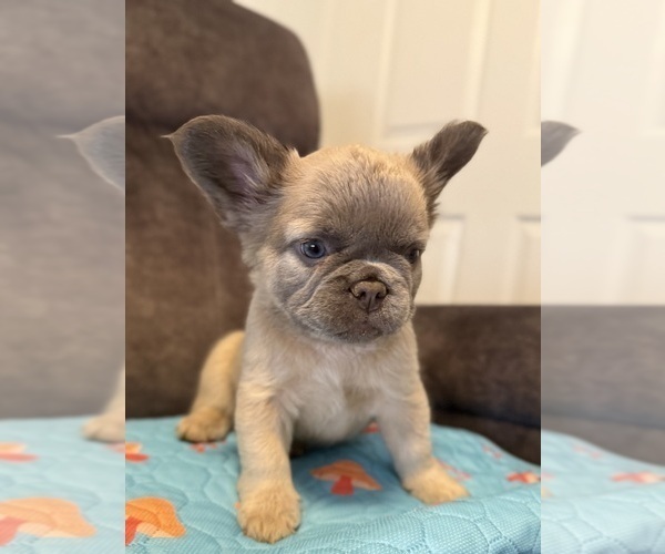 Medium Photo #4 French Bulldog Puppy For Sale in WOODBRIDGE, VA, USA