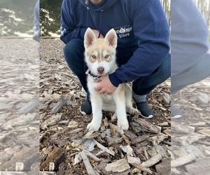 Siberian Husky Puppy for sale in SUNNYVALE, CA, USA