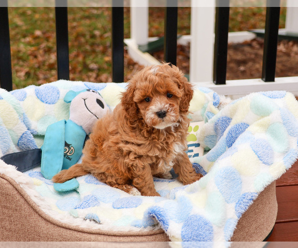 Medium Photo #2 Cavapoo (Miniature) Puppy For Sale in SYRACUSE, IN, USA