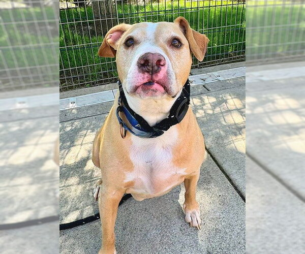 Medium Photo #1 Staffordshire Bull Terrier Puppy For Sale in Sacramento, CA, USA