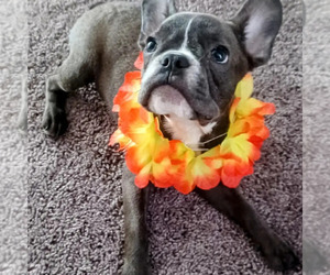 French Bulldog Puppy for sale in MELBOURNE, FL, USA