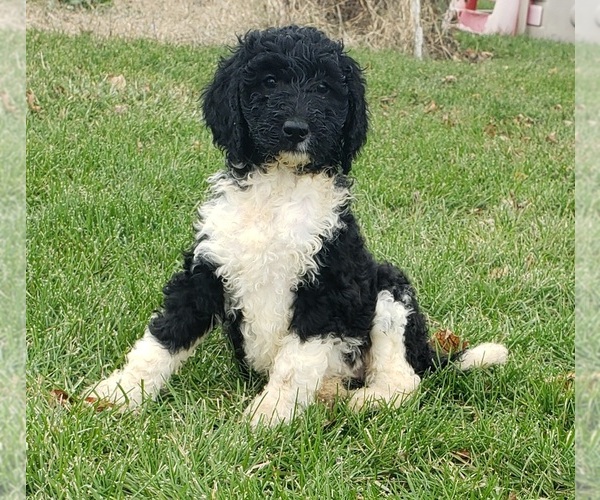 Medium Photo #1 Goldendoodle Puppy For Sale in COLUMBIA CITY, IN, USA