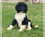 Small Photo #1 Goldendoodle Puppy For Sale in COLUMBIA CITY, IN, USA