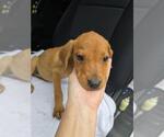 Small Boxer Mix