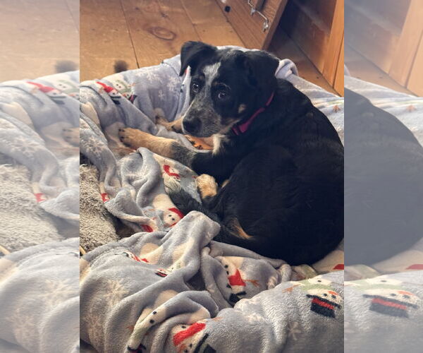 Medium Photo #1 Mutt Puppy For Sale in Garden City, NY, USA