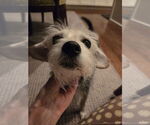 Small #2 Mutt