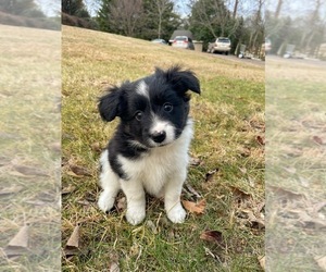 Border Collie-Papillon Mix Litter for sale in CULPEPER, VA, USA