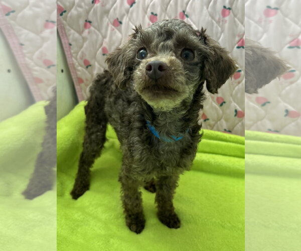 Medium Photo #5 Poodle (Miniature) Puppy For Sale in Pacolet, SC, USA