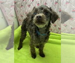 Small #4 Poodle (Miniature)