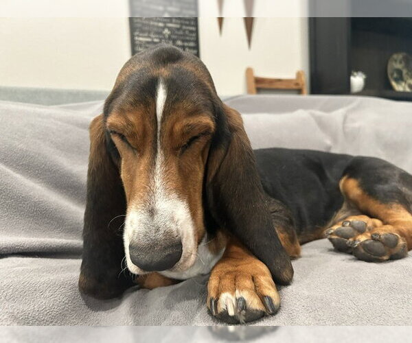 Medium Photo #4 Basset Hound Puppy For Sale in Petaluma, CA, USA