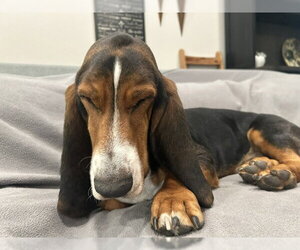 Duke (W. Sacramento) - Male Basset Hound Dog for Adoption - Photo #4
