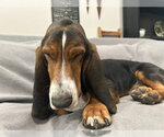 Small #3 Basset Hound