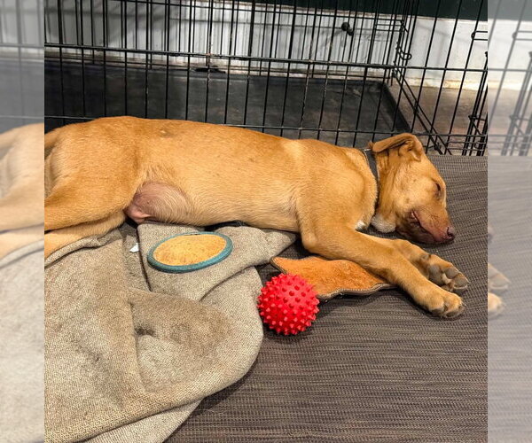 Medium Photo #3 German Shepherd Dog-Unknown Mix Puppy For Sale in Canton, CT, USA