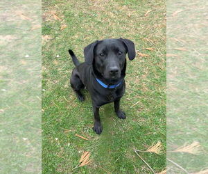 Labrador Retriever-Unknown Mix Dogs for adoption in Evansville, IN, USA